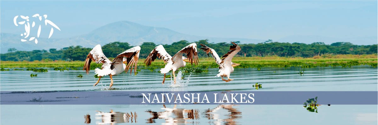 naivasha lakes image